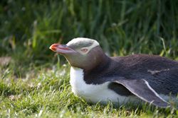 Penguin resting